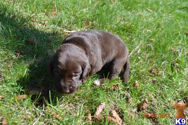 Puppies in MN